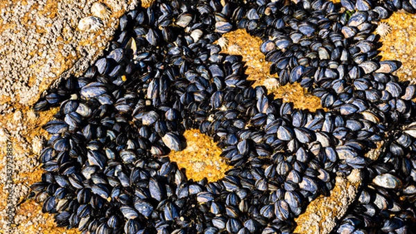 Obraz Moules sur rocher