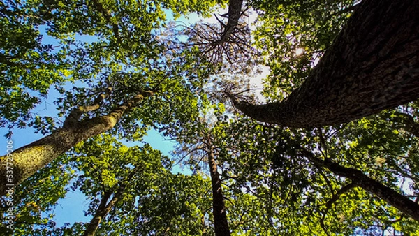 Obraz Ciel entre les arbres
