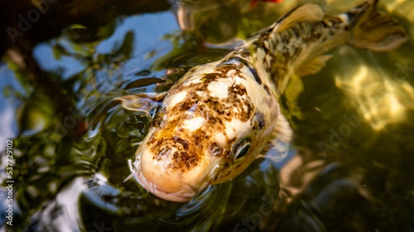 Obraz Poisson dans bassin