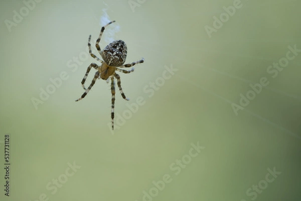 Fototapeta Cross spider crawling on a spider thread. Halloween fright. A useful hunter among