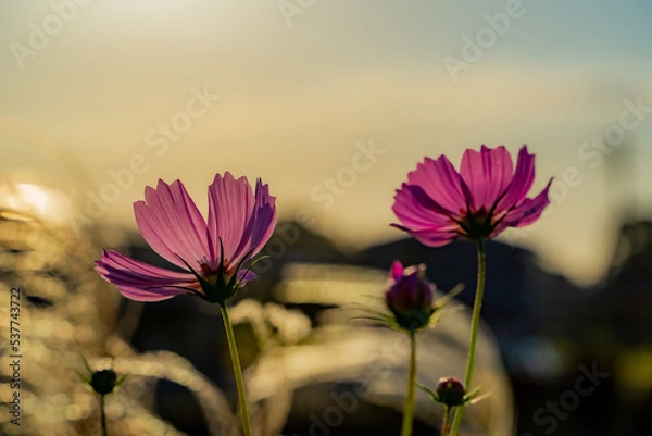 Fototapeta コスモス