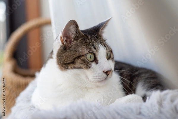 Fototapeta 見つめる猫　キジトラ白