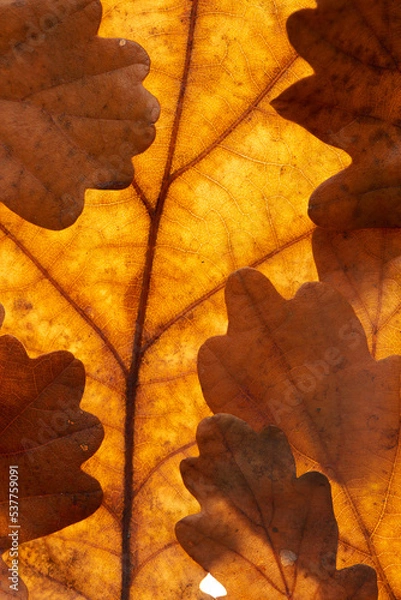 Obraz oak leaves on white background