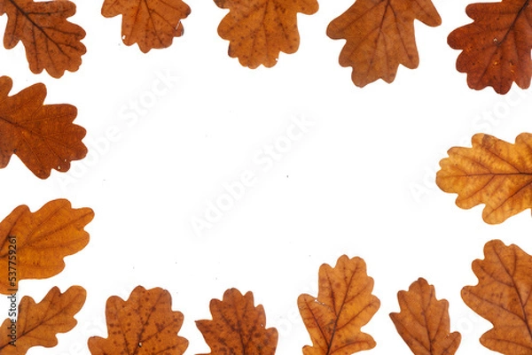Obraz oak leaves on white background
