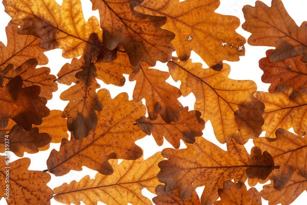 Obraz oak leaves on white background