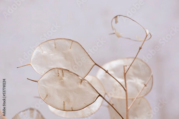 Fototapeta Flor seca decoración, flor de plata, lunaria. Flor que se le saca una capa exterior y queda un ramo de flor seca muy duradero y decorativo, otoño