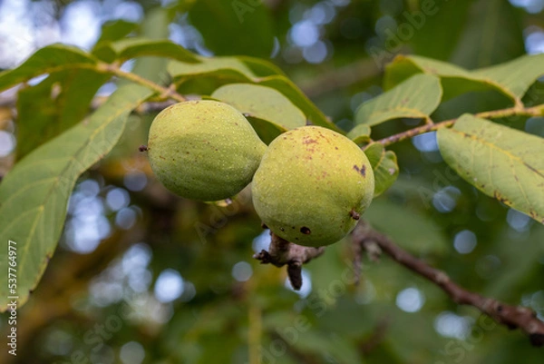 Obraz Unreife grüne Walnüsse hängen an einem Baum der Art Juglans nigra an einem sonnigen Herbsttag kurz vor der Ernte als Symbol für Ernährung mit Nahrung aus der Natur