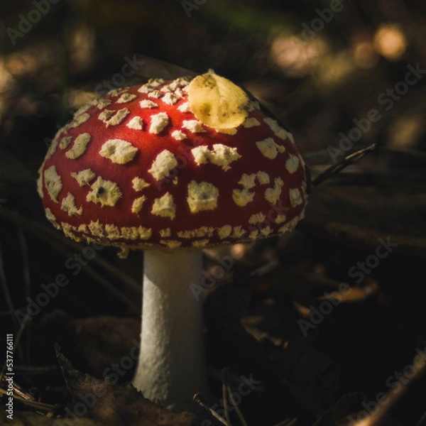 Fototapeta Muchomor