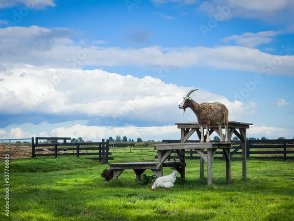 Obraz Milk goat in the Netherlands