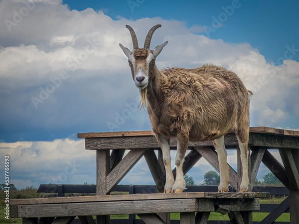 Obraz Goat in Holland
