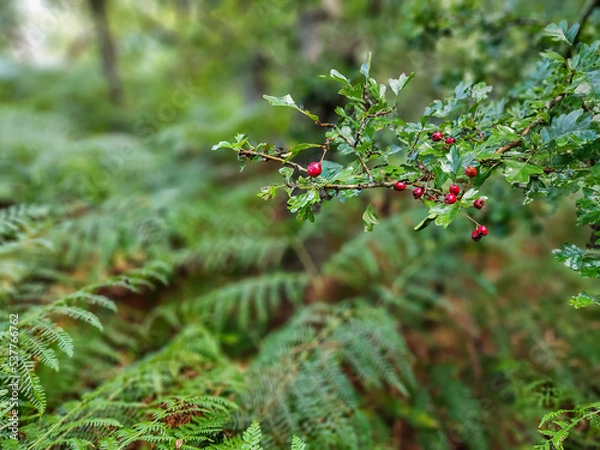 Obraz Red berries in a forest in Haarlem in the Netherlands
