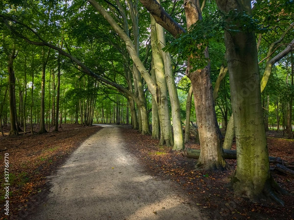 Obraz A forest in Haarlem in the Netherlands, with travelers enjoying the beautiful landscape