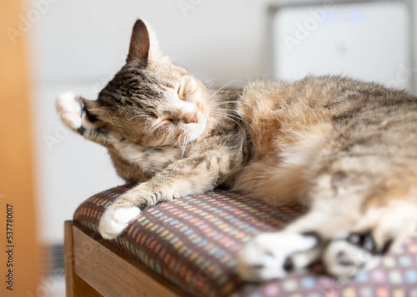 Fototapeta 毛づくろいするキジトラ白の猫