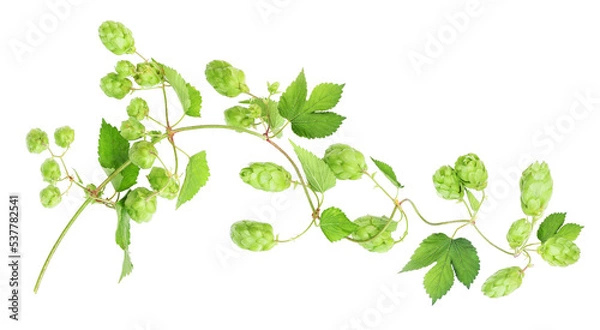 Obraz Branch with ripe hops, transparency background