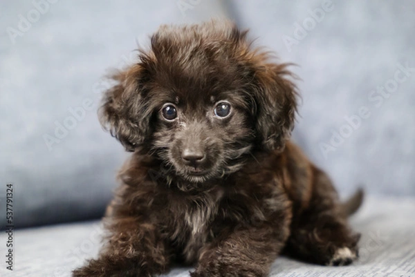 Obraz おすわりしてカメラ目線のダップー