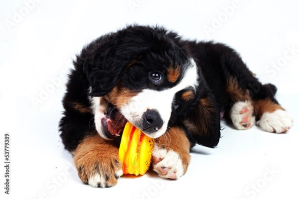 Obraz Puppy bernese mountain dog