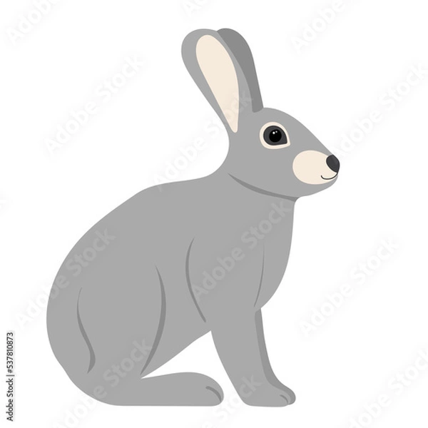 Fototapeta rabbit, gray hare on white background, isolated vector
