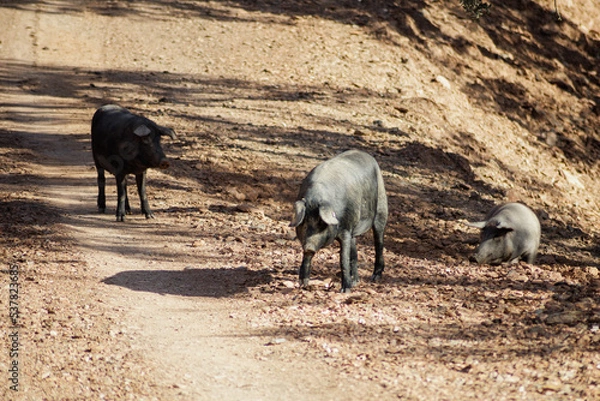 Obraz Cerdo de raza ibérica en la dehesa