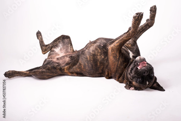 Obraz Deutscher Boxer gestromt