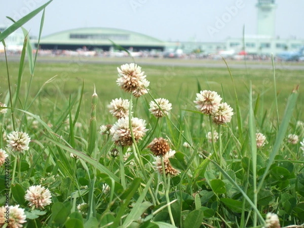 Fototapeta シロツメクサ