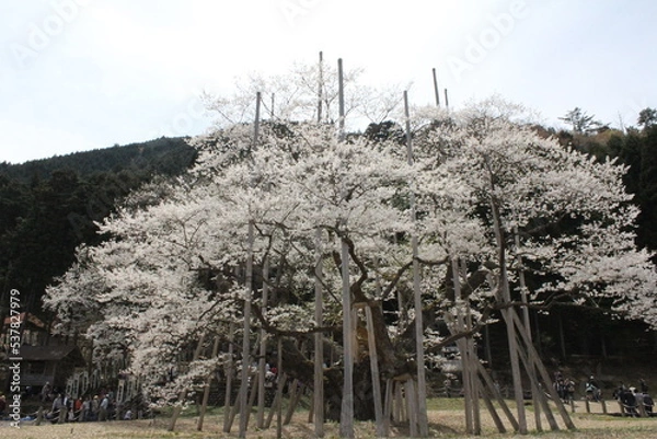 Fototapeta 薄墨桜