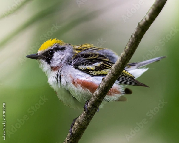 Obraz Chestnut-sided warbler