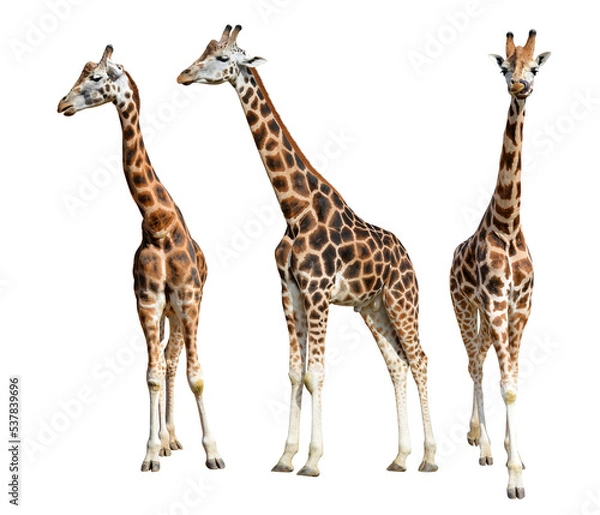 Fototapeta Rothschild's giraffe (Giraffa camelopardalis rothschildi)  isolated on transparent background, PNG.