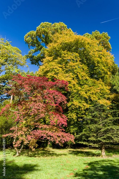 Obraz Beautiful colored trees displaying fall leaves