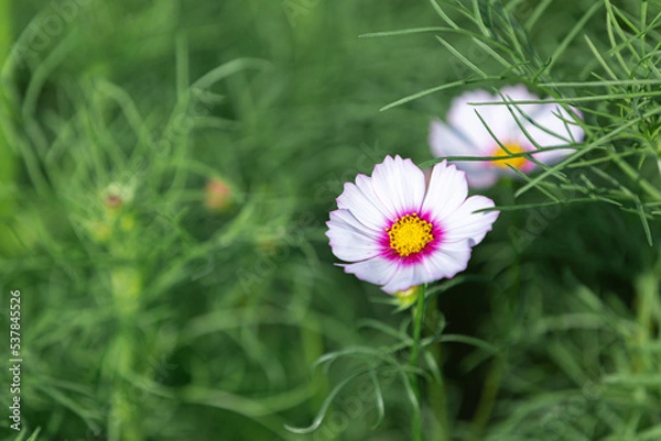 Obraz 緑の中に映える可愛いコスモス