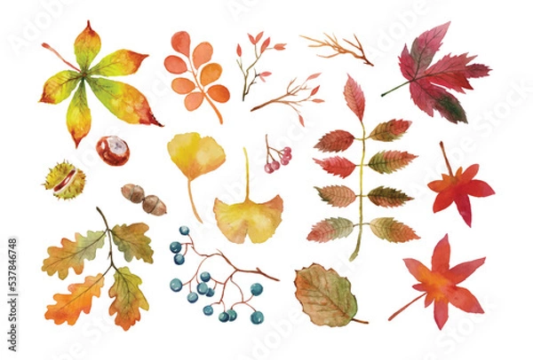 Obraz Autumn watercolor set of chestnut leaves, chestnuts, oak leaves, acorn, ginkgo, rowan, ash leaves, maple leaves, twigs, branch, blackthorn. Autumn vector watercolor botanical set.