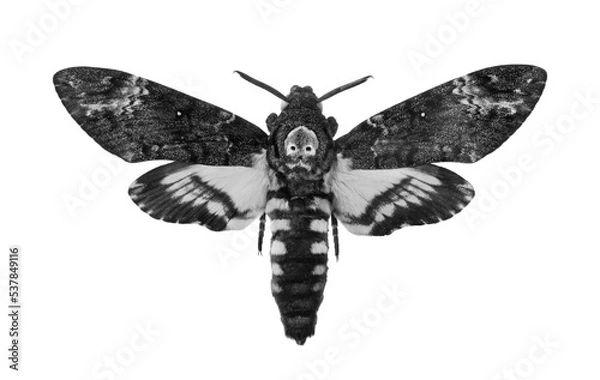 Fototapeta Death's-head Hawkmoth isolated on a white. Acherontia atropos black and white. Large rare moth