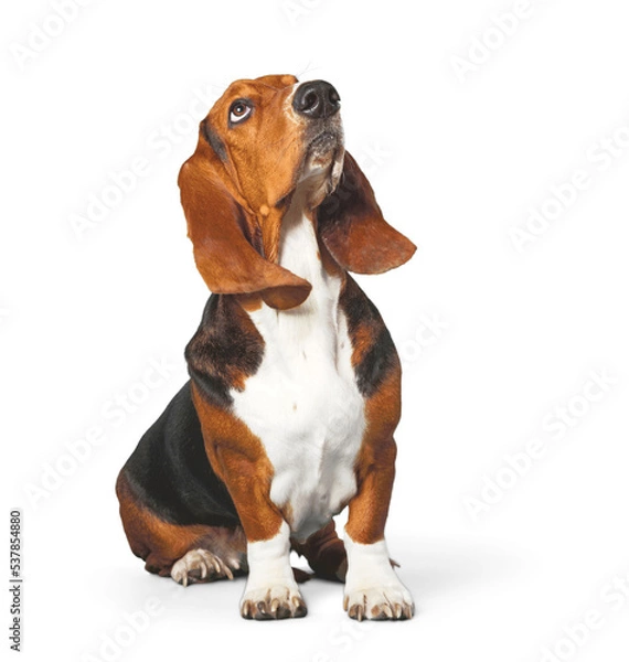 Obraz Basset Hound Dog na białym tle