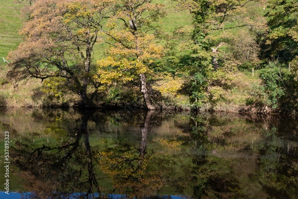 Fototapeta trees and reflections in the water