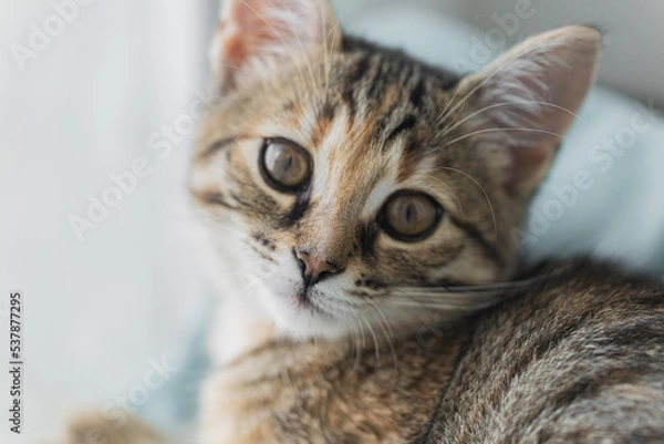 Obraz Brown striped cat. Cute kitty