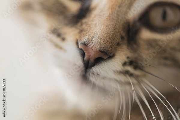 Obraz close-up of the cat's nose. Brown striped cat