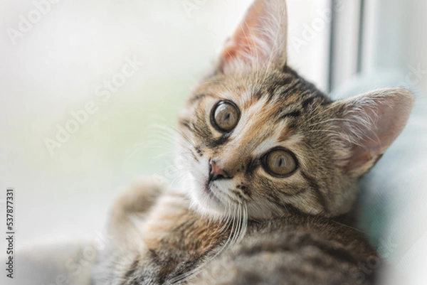 Obraz Brown striped cat. Cute kitty. close up