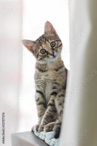Obraz Brown striped cat. Cute kitty