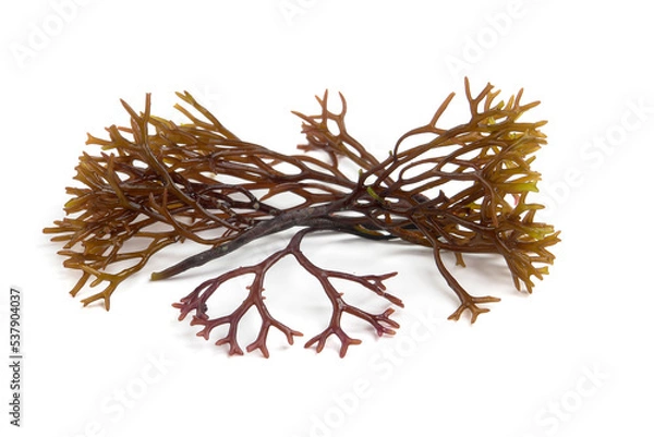 Obraz Algae gigartina pistillata