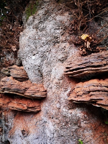 Fototapeta tree with fungi 