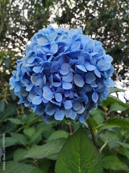 Obraz blue hydrangea flower