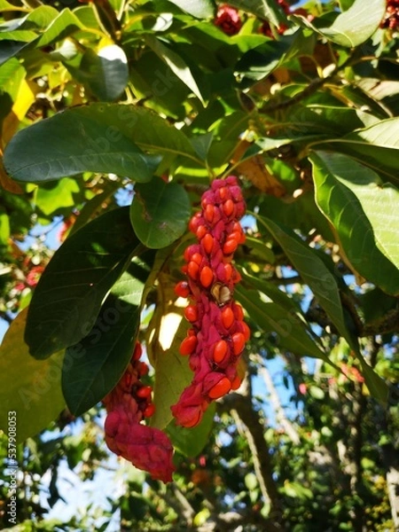 Fototapeta red berries on a branch, exotic chinese tree 
