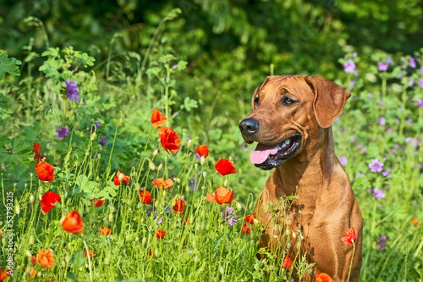 Obraz Rhodesian ridgeback puppy dog in a field of flowers
