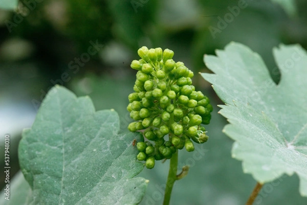 Fototapeta The grapes are flowering in home garden.