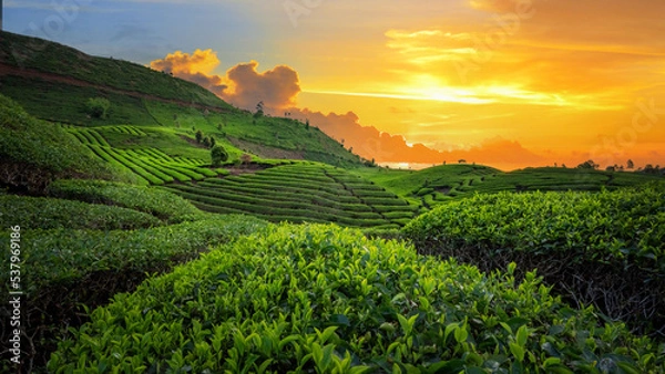 Obraz green tea plantations in sunset
