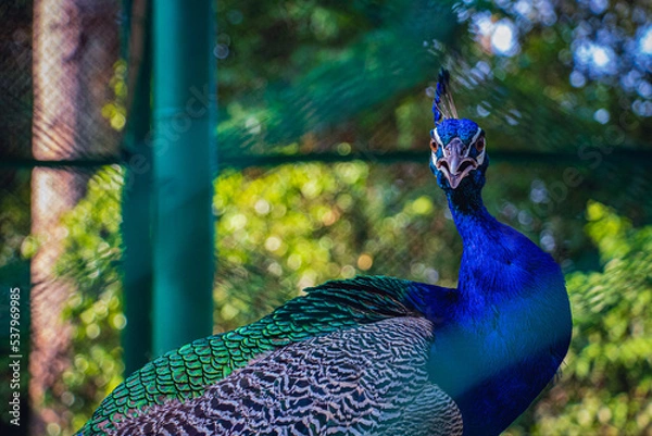 Obraz Beautiful closeup of a Peacock looking into the camera