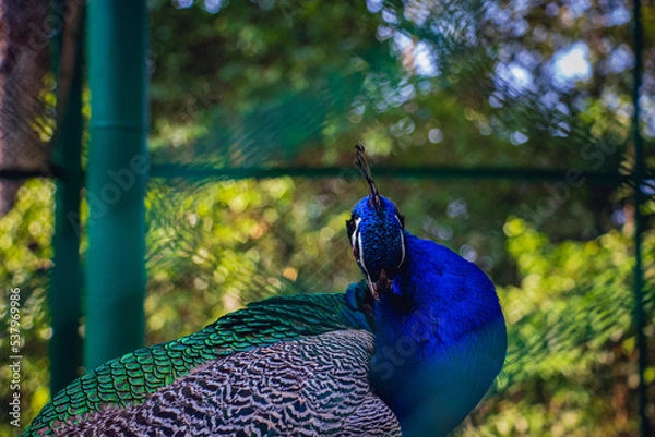 Obraz Beautiful peacock head