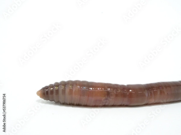 Obraz ミミズの先端部分