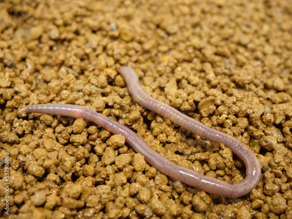 Obraz 湿った土とミミズ