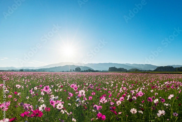 Obraz 朝日に向かって花弁を大きく広げるコスモスたち