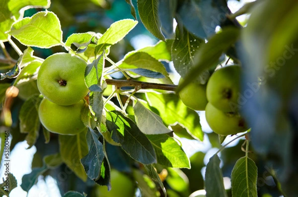 Obraz Ripe apples on a tree in a garden. Organic apples hanging from a tree branch in an apple orchard